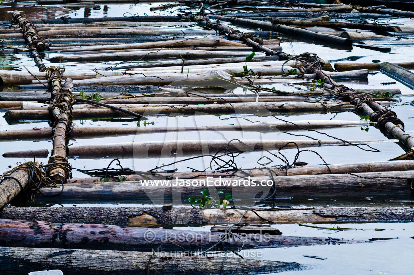 Steel cables and logs lashed together with vines form a makeshift floating ramp to unload timber. Puerto Masusa, Iquitos, Amazon River, Rio Amazonas, Amazon Basin, Loreto Region, Maynas Province, Peru.