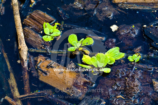 Water plants growing amongst logging mill pollution on the shore of the Amazon River. Puerto Masusa, Iquitos, Amazon River, Rio Amazonas, Amazon Basin, Loreto Region, Maynas Province, Peru.