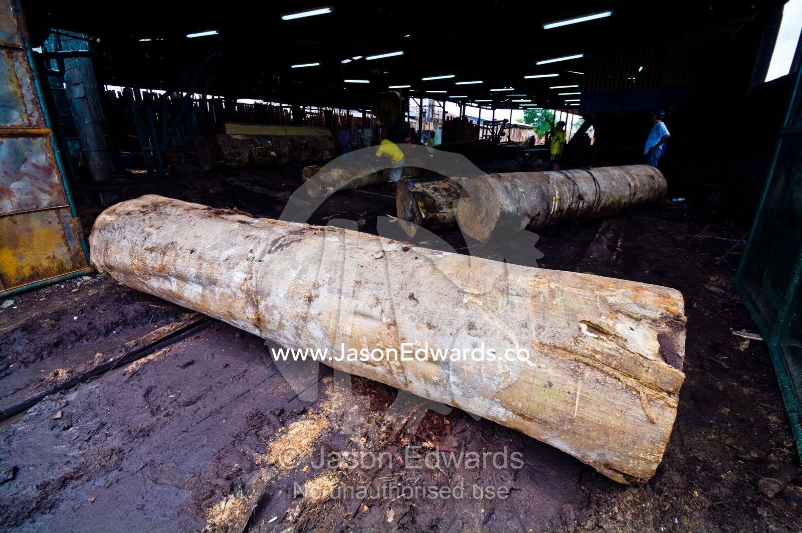 Logs cut from the Amazon rainforest queued at the entrance to a logging mill for processing. Puerto Masusa, Iquitos, Amazon Basin, Loreto Region, Maynas Province, Peru.