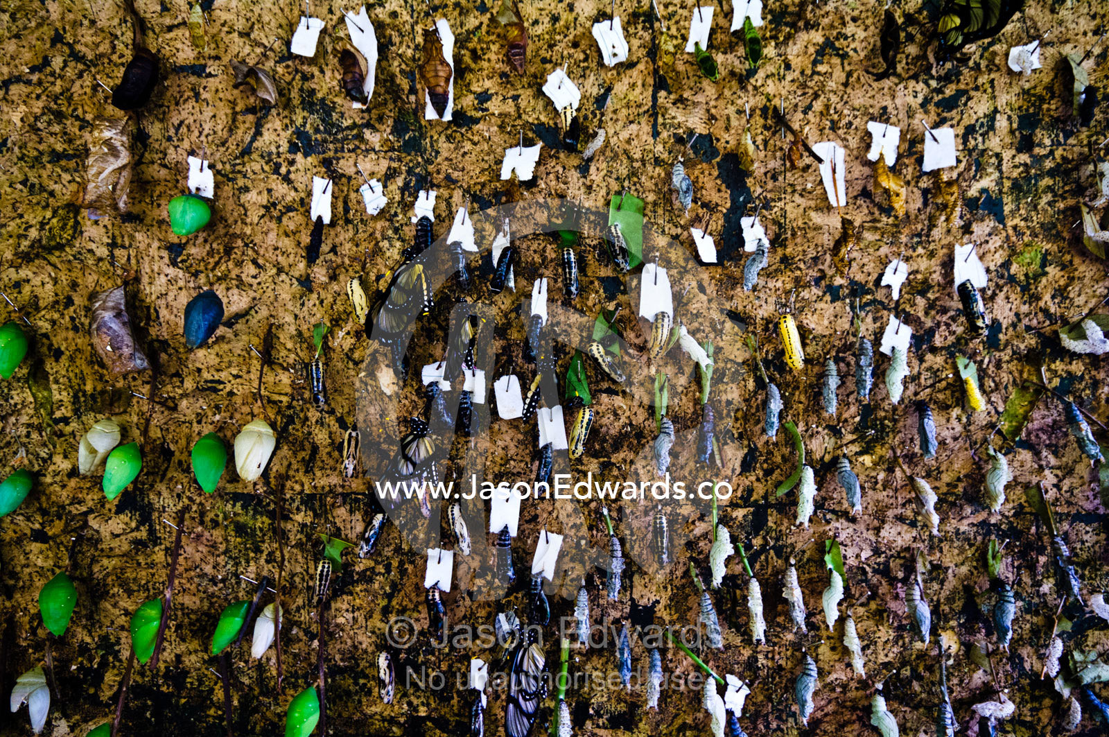 The chrysalis of helicons species of butterfly hang with pins on a cork board waiting to hatch. Iquitos, Amazon Basin, Loreto Region, Maynas Province, Peru.