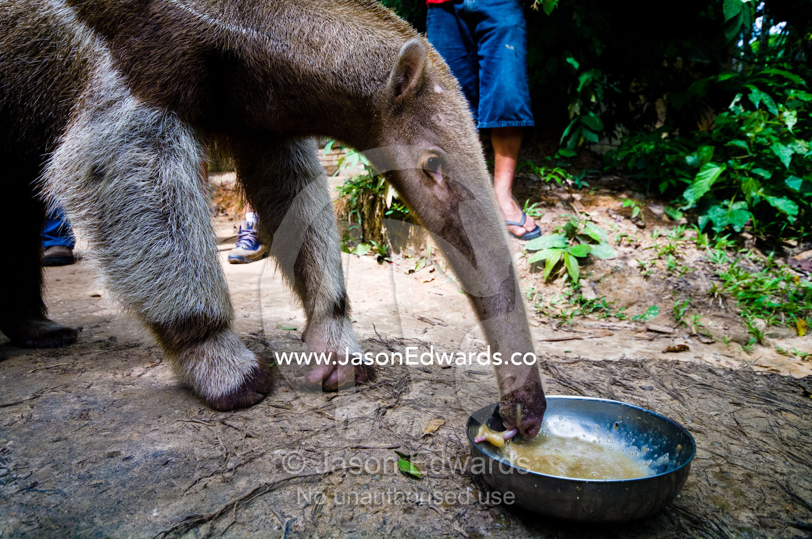 A giant anteater laps up an artificial diet after it was confiscated from poachers. Quistococha Zoo, Iquitos, Amazon Basin, Loreto Region, Maynas Province, Peru.