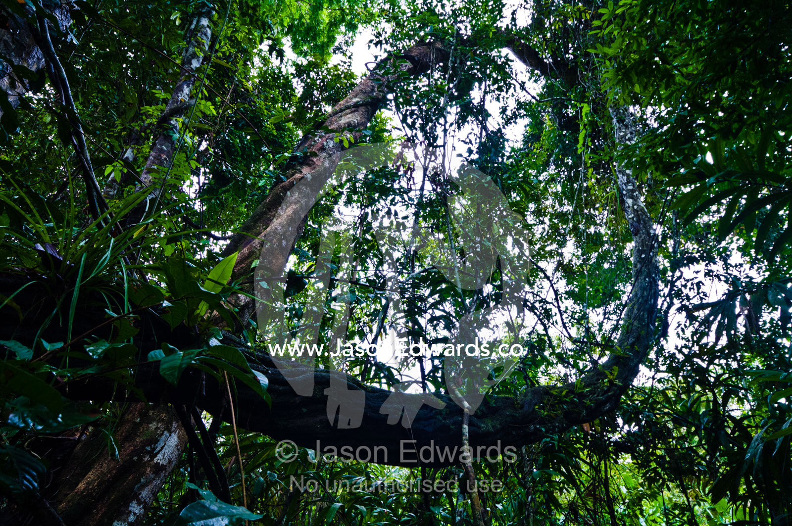 An enormous vine, covered in mosses and bryophytes, descending from the rainforest canopy. Pacaya Samiria National Reserve, Reserva Nacional Pacaya Samiria, Loreto Region, Maynas Province, Amazon Basin, Peru.