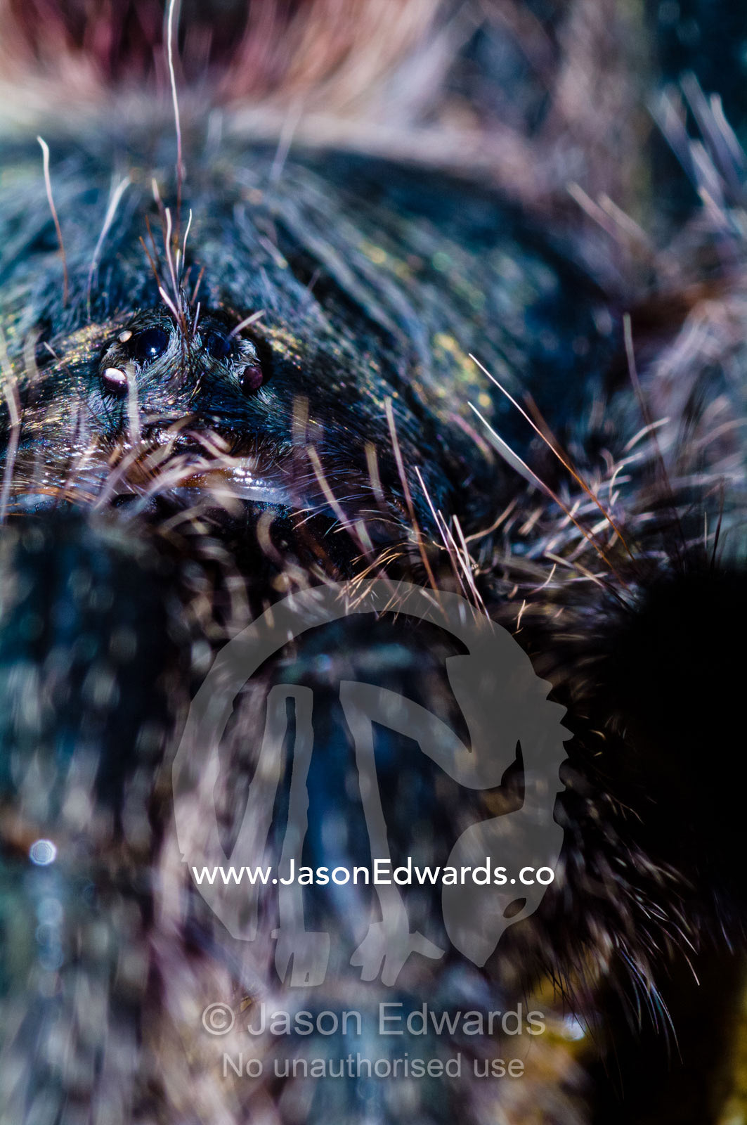 Menacing eyes of a rose haired tarantula peering through the course hairs on it's legs. Amazon River, Amazon Basin, Loreto Region, Maynas Province, Peru.