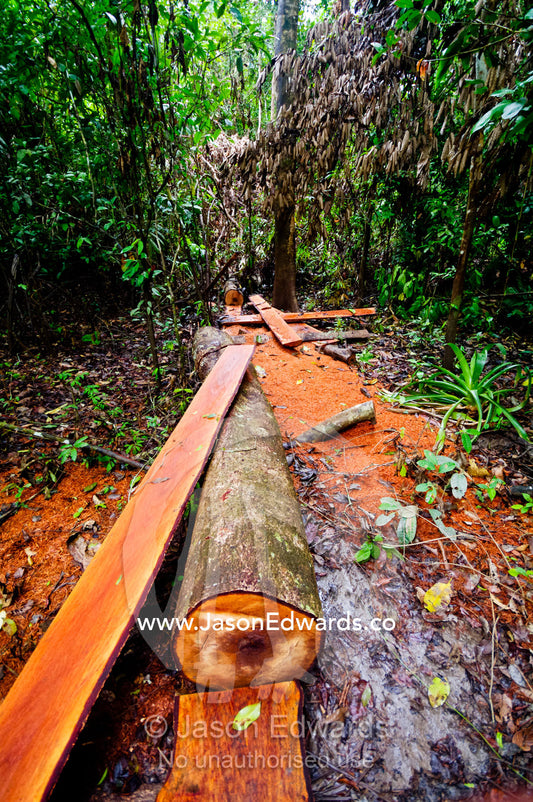 Timber logs and planks in the rainforest from an abandoned logging operation. Amazon River, Amazon Basin, Loreto Region, Maynas Province, Peru.
