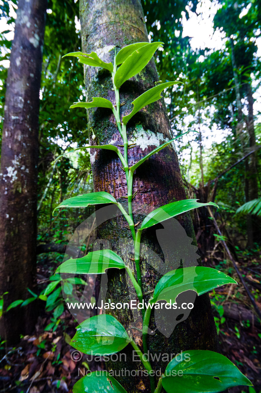 A vine with radiating leaves climbing a tree trunk towards the rainforest canopy and sunlight. Amazon River, Amazon Basin, Loreto Region, Maynas Province, Peru.