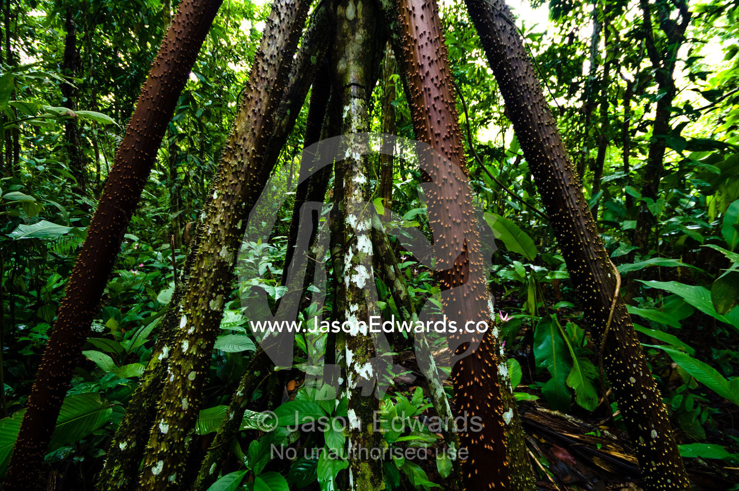Large sharp spines protect the stilt roots of a walking palm from grazing predation. Amazon River, Amazon Basin, Loreto Region, Maynas Province, Peru.