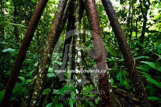 Large sharp spines protect the stilt roots of a walking palm from grazing predation. Amazon River, Amazon Basin, Loreto Region, Maynas Province, Peru.