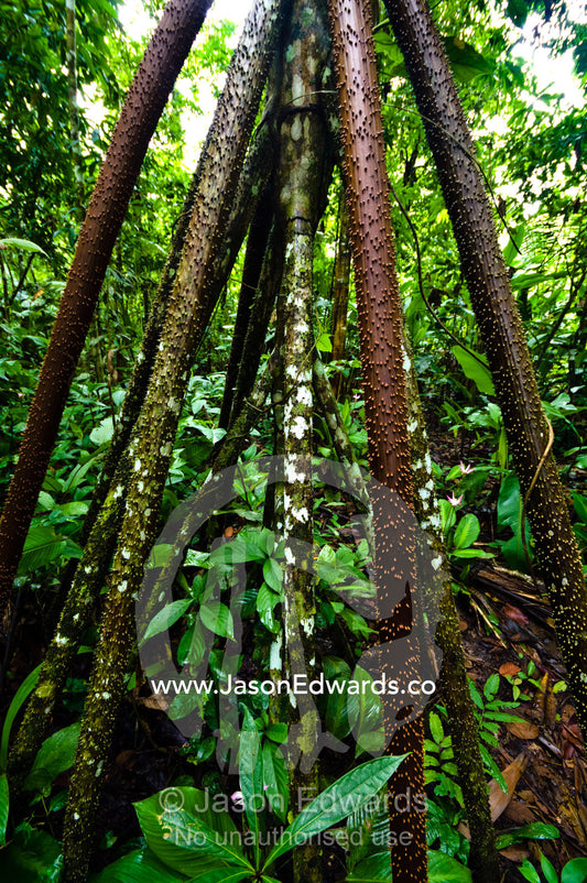 Large sharp spines protect the stilt roots of a walking palm from grazing predation. Amazon River, Amazon Basin, Loreto Region, Maynas Province, Peru.