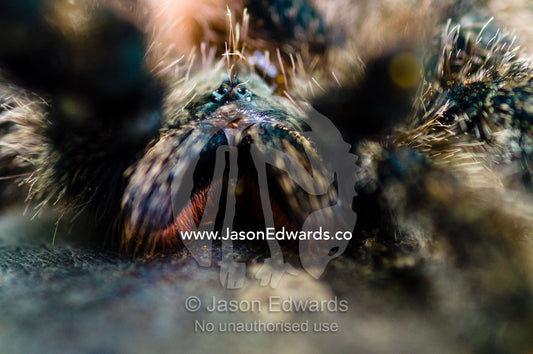 Menacing eyes and chelicerae of a rose-haired tarantula peering through the course hairs on it's legs. Pacaya Samiria National Reserve, Reserva Nacional Pacaya Samiria, Maranon River, Loreto Region, Maynas Province, Amazon Basin, Peru.
