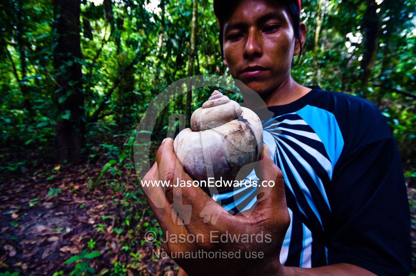 A villager in the rainforest holds a the sun-bleached shell of a Apple Snail. Pacaya Samiria National Reserve, Reserva Nacional Pacaya Samiria, Maranon River, Loreto Region, Maynas Province, Amazon Basin, Peru.