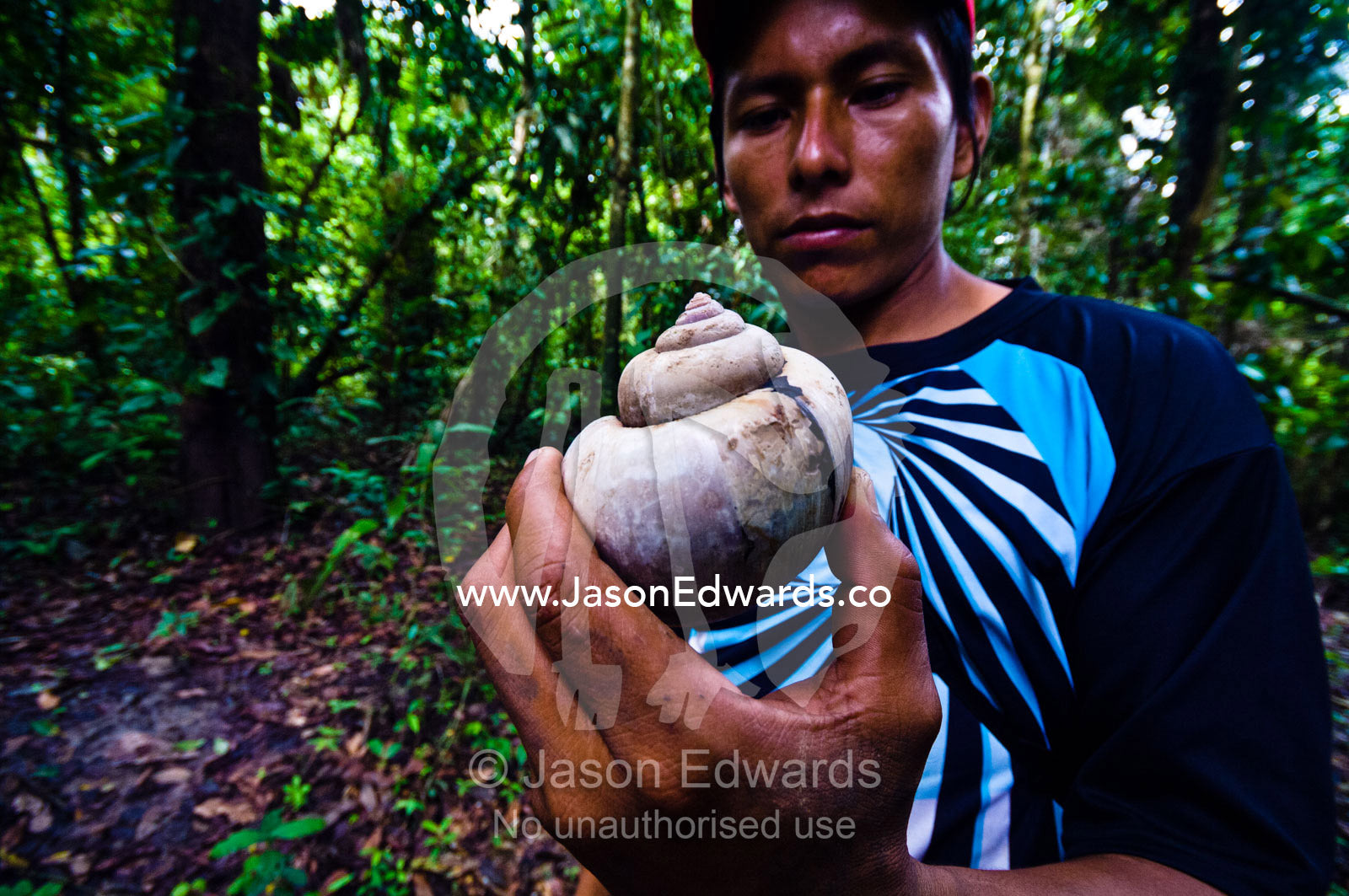 A villager in the rainforest holds a the sun-bleached shell of a Apple Snail. Pacaya Samiria National Reserve, Reserva Nacional Pacaya Samiria, Maranon River, Loreto Region, Maynas Province, Amazon Basin, Peru.