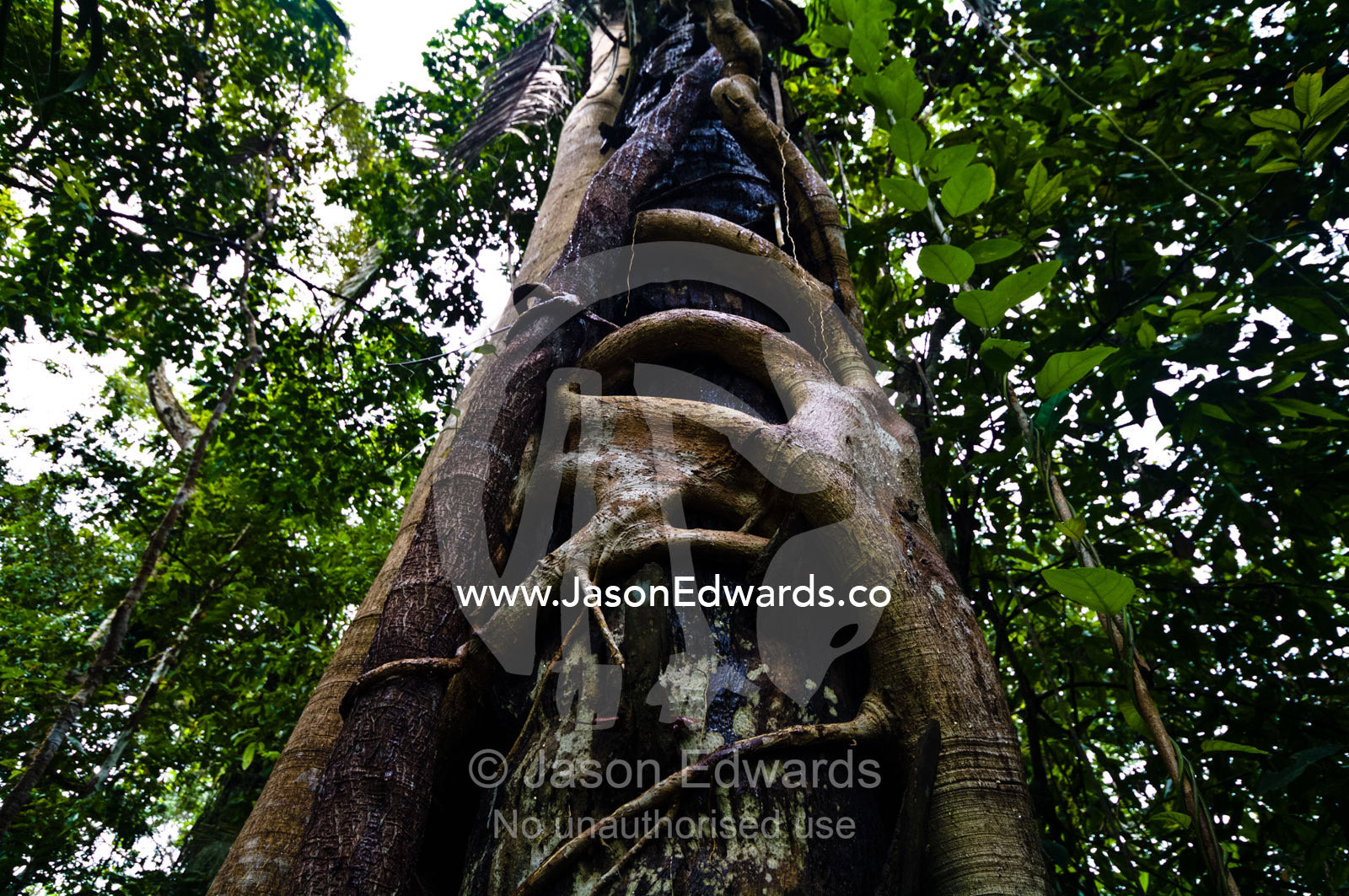 A strangler fig wraps large woody fingers around the trunk of a rainforest tree for support. Loreto Region, Maynas Province, Amazon Basin, Peru.