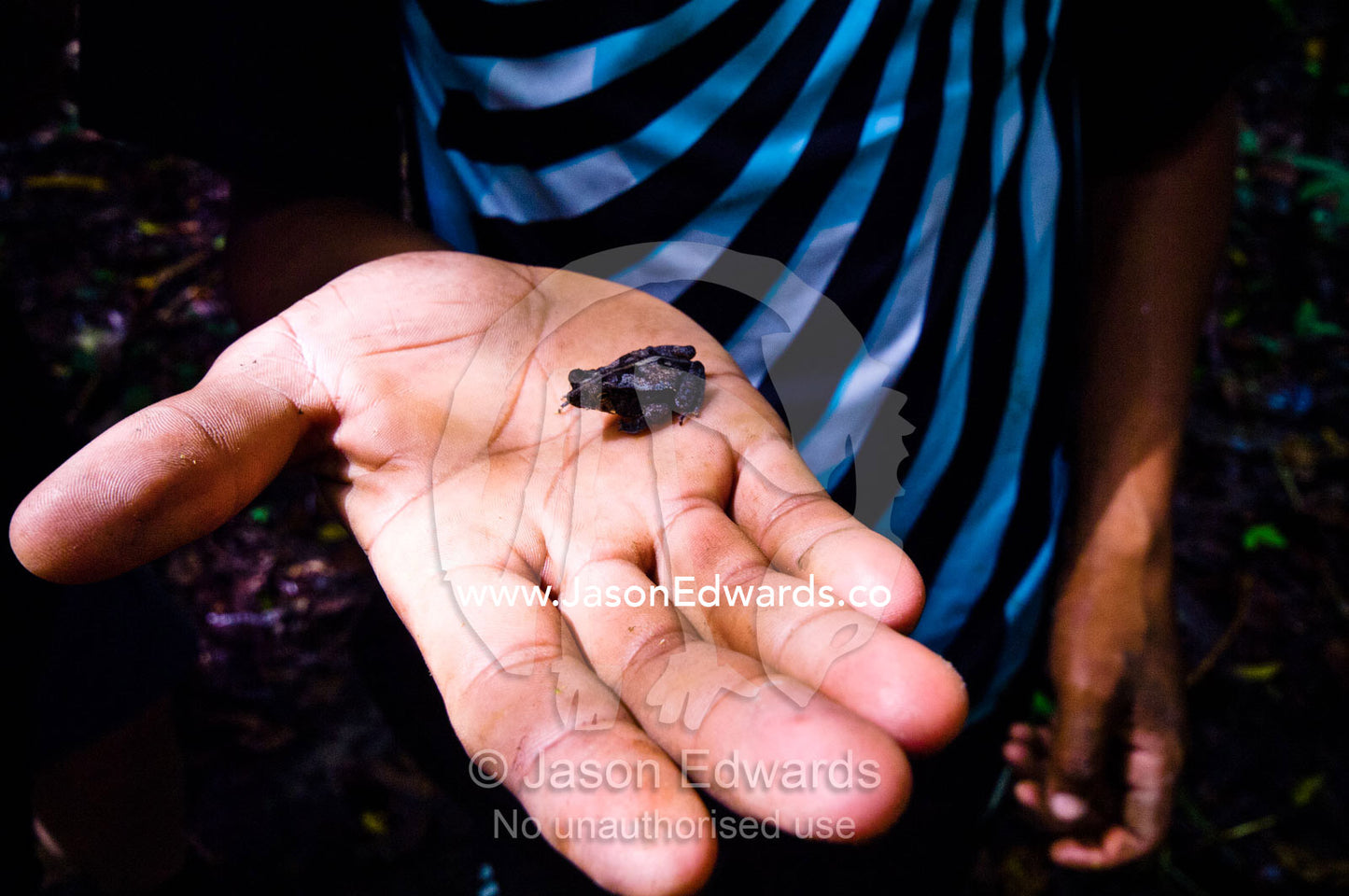 A villager holds a crested forest toad in the palm of his hand in the rainforest. Loreto Region, Maynas Province, Amazon Basin, Peru.