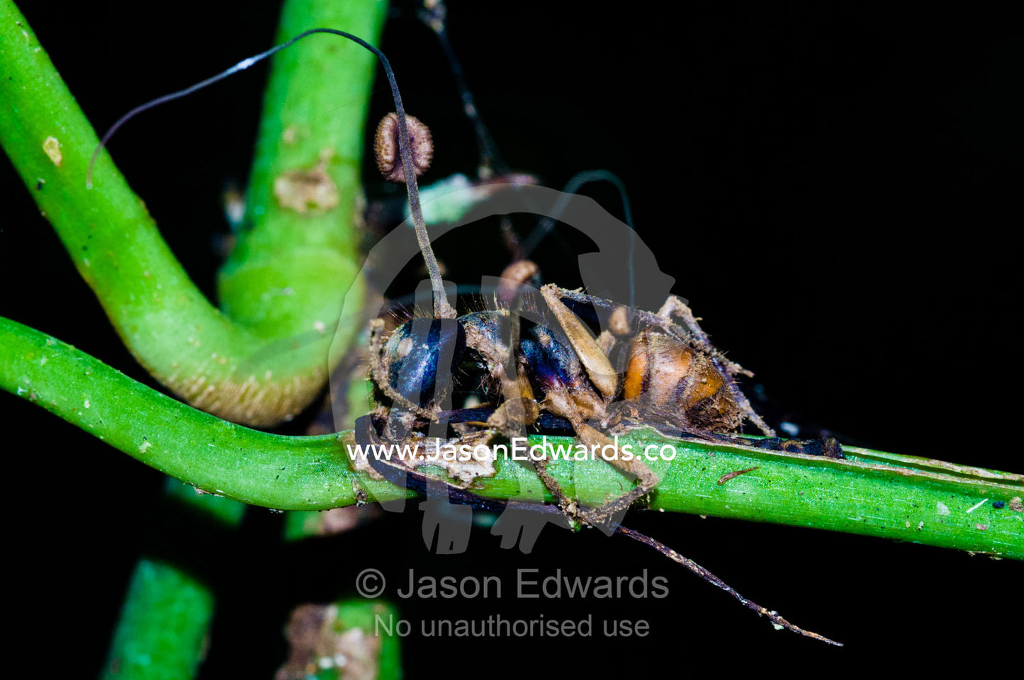 The fruiting bodies and spores of a fungi emerging from the body of a dead bee. Loreto Region, Maynas Province, Amazon Basin, Peru.