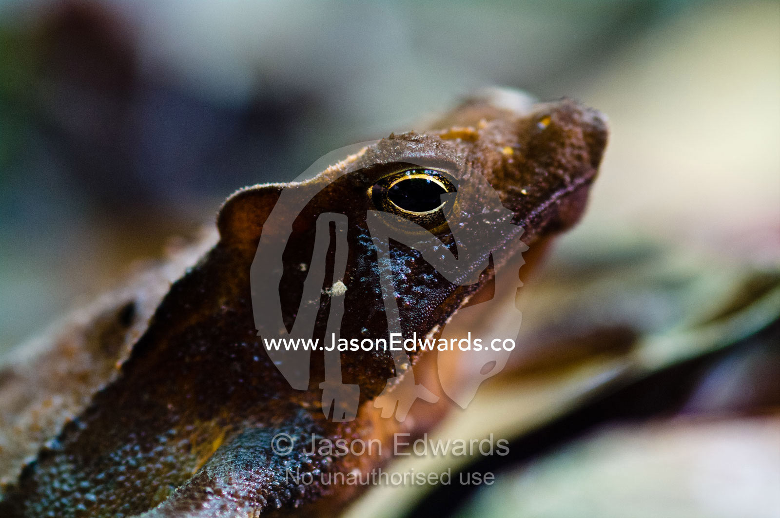 A crested forest toad peers from the leaf litter on the rainforest floor. Loreto Region, Maynas Province, Amazon Basin, Peru.