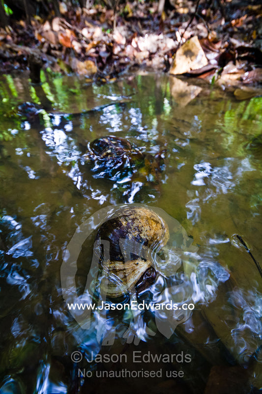 Spike-topped apple snails in a freshwater stream in the Amazon rainforest. Pacaya Samiria National Reserve, Reserva Nacional Pacaya Samiria, Amazon River, Maranon River, Ucayali River, Loreto Region, Maynas Province, Amazon Basin, Peru.