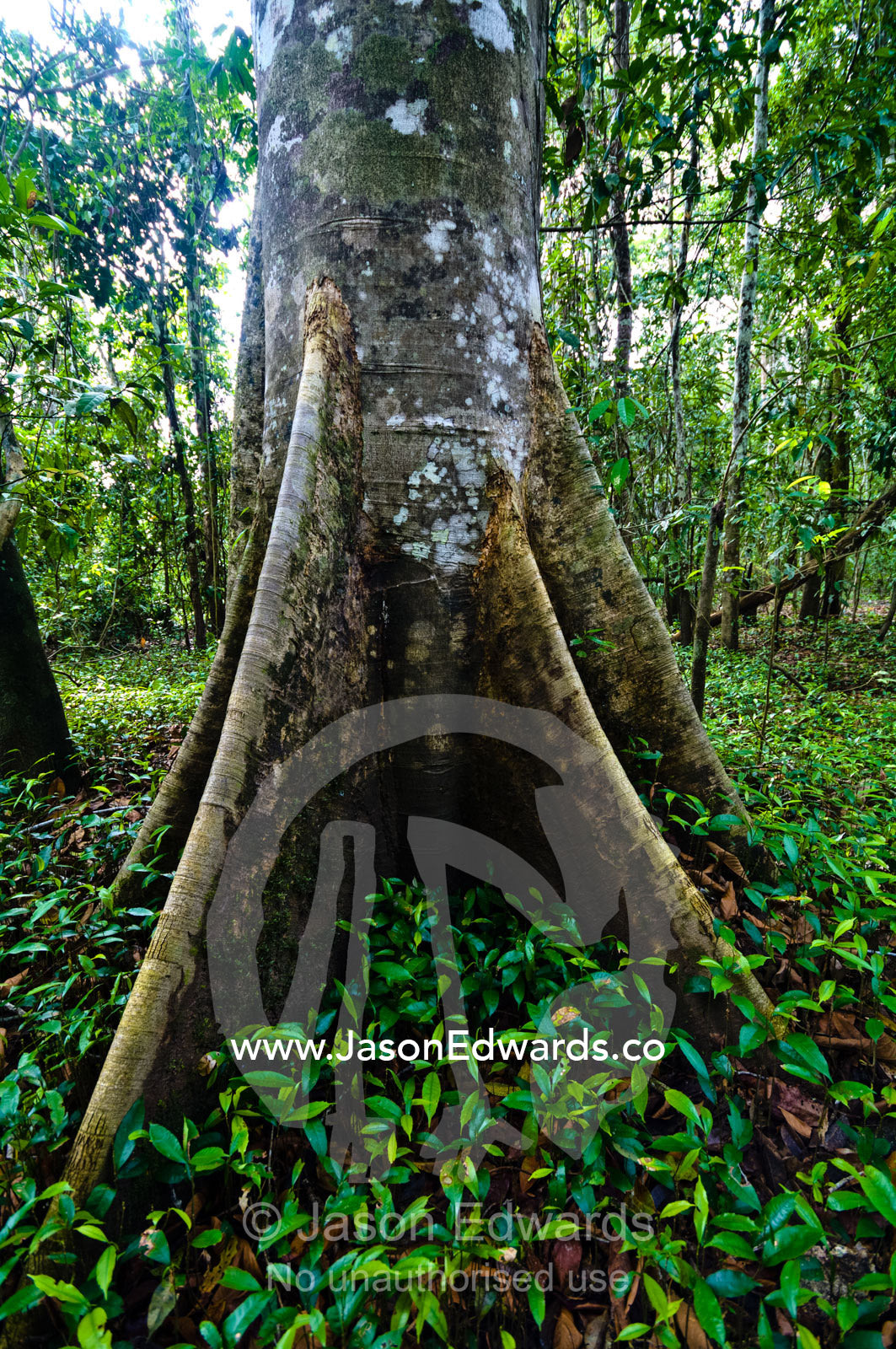 Buttress roots support a large moss-covered tree trunk in a clearing in a rainforest. Pacaya Samiria National Reserve, Reserva Nacional Pacaya Samiria, Amazon River, Maranon River, Ucayali River, Loreto Region, Maynas Province, Amazon Basin, Peru.