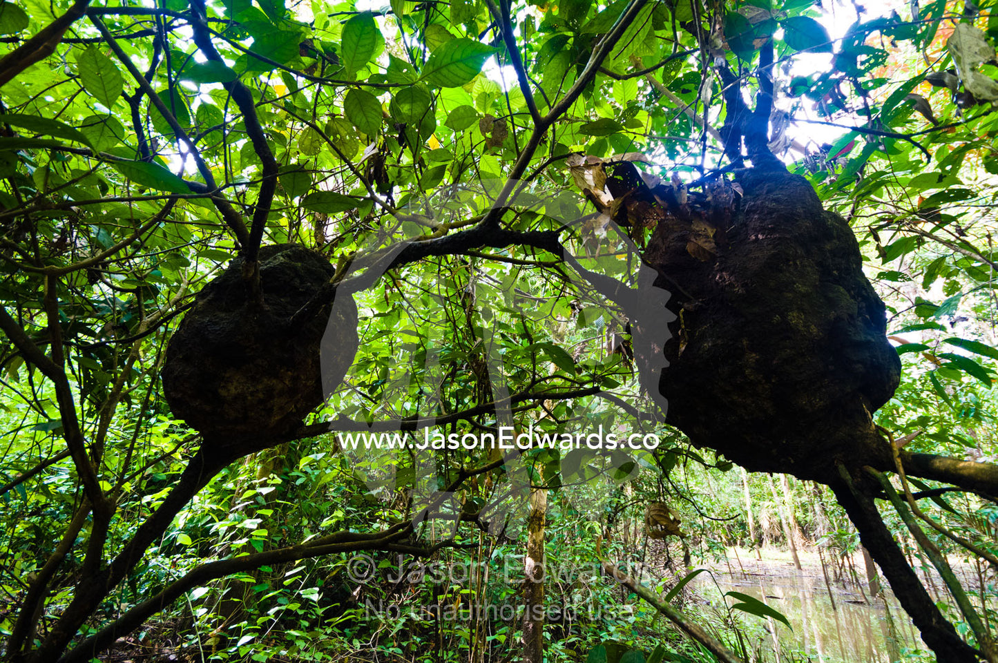 Termite nests built in the canopy of a tree over a flooded forest in the Amazon rainforest. Pacaya Samiria National Reserve, Reserva Nacional Pacaya Samiria, Amazon River, Maranon River, Ucayali River, Rio Amazonas, Rio Maranon, Rio Ucayali, Loreto Region, Maynas Province, Amazon Basin, Peru.