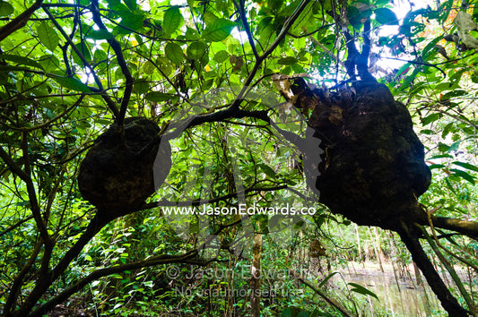 Termite nests built in the canopy of a tree over a flooded forest in the Amazon rainforest. Pacaya Samiria National Reserve, Reserva Nacional Pacaya Samiria, Amazon River, Maranon River, Ucayali River, Rio Amazonas, Rio Maranon, Rio Ucayali, Loreto Region, Maynas Province, Amazon Basin, Peru.