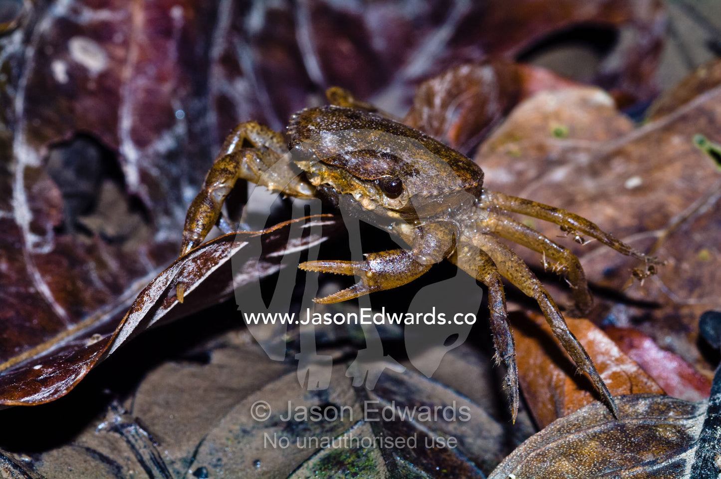 A Peruvian freshwater crab forages of food in the leaf litter on the floor of the rainforest. Pacaya Samiria National Reserve, Reserva Nacional Pacaya Samiria, Amazon River, Maranon River, Ucayali River, Rio Amazonas, Rio Maranon, Rio Ucayali, Loreto Region, Maynas Province, Amazon Basin, Peru.