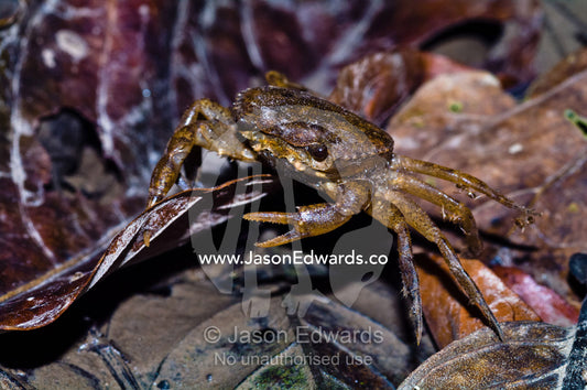 A Peruvian freshwater crab forages of food in the leaf litter on the floor of the rainforest. Pacaya Samiria National Reserve, Reserva Nacional Pacaya Samiria, Amazon River, Maranon River, Ucayali River, Rio Amazonas, Rio Maranon, Rio Ucayali, Loreto Region, Maynas Province, Amazon Basin, Peru.
