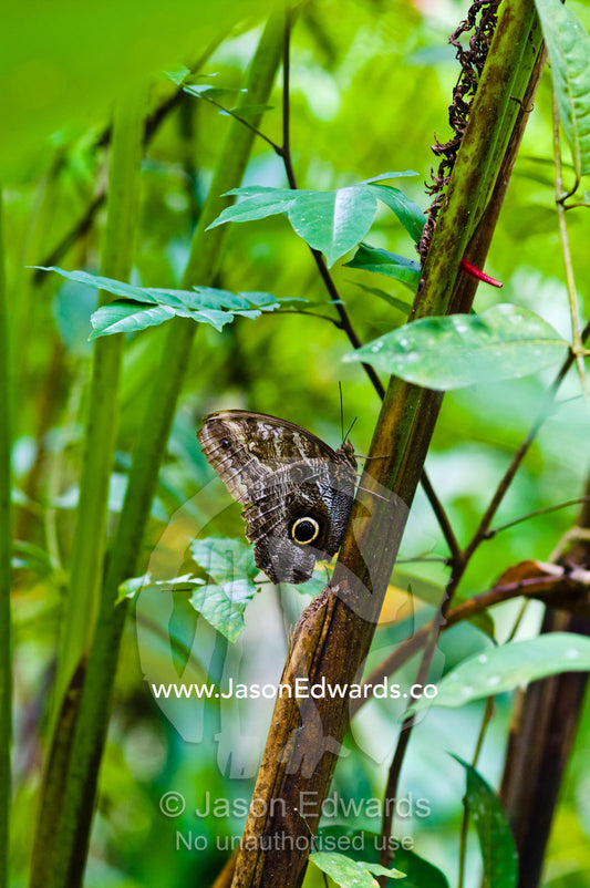 A owl butterfly roosting on the trunk of a rainforest plant in the understory. Iquitos, Amazon Basin, Loreto Region, Maynas Province, Peru.