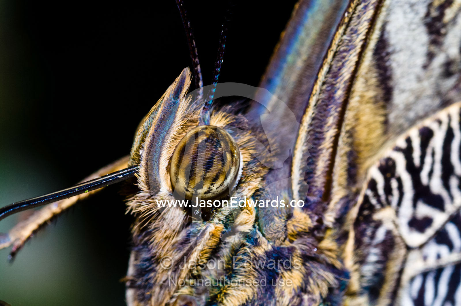 The striped and mottled eye behind the hairy labial palpus and proboscis of a Owl Butterfly. Iquitos, Amazon Basin, Loreto Region, Maynas Province, Peru.