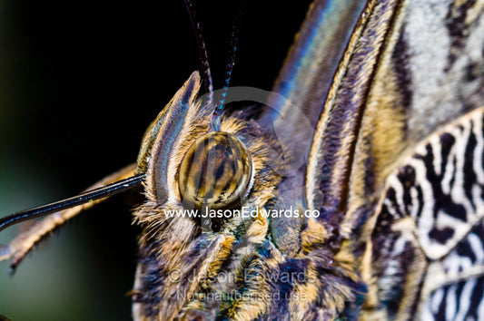 The striped and mottled eye behind the hairy labial palpus and proboscis of a Owl Butterfly. Iquitos, Amazon Basin, Loreto Region, Maynas Province, Peru.