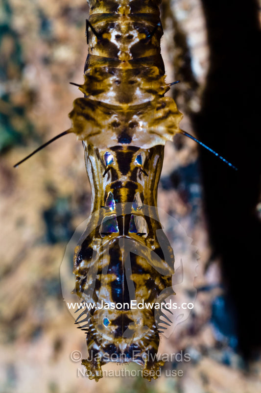 A butterfly pupa develops inside an alien looking chrysalis in the rainforest. Iquitos, Amazon Basin, Loreto Region, Maynas Province, Peru.