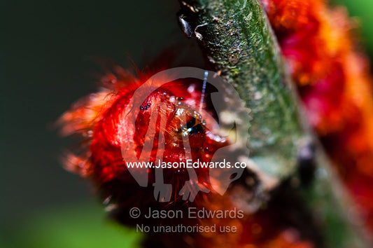 The bright red hairy face and mouthparts of a Morpho butterfly caterpillar. Iquitos, Amazon Basin, Loreto Region, Maynas Province, Peru.