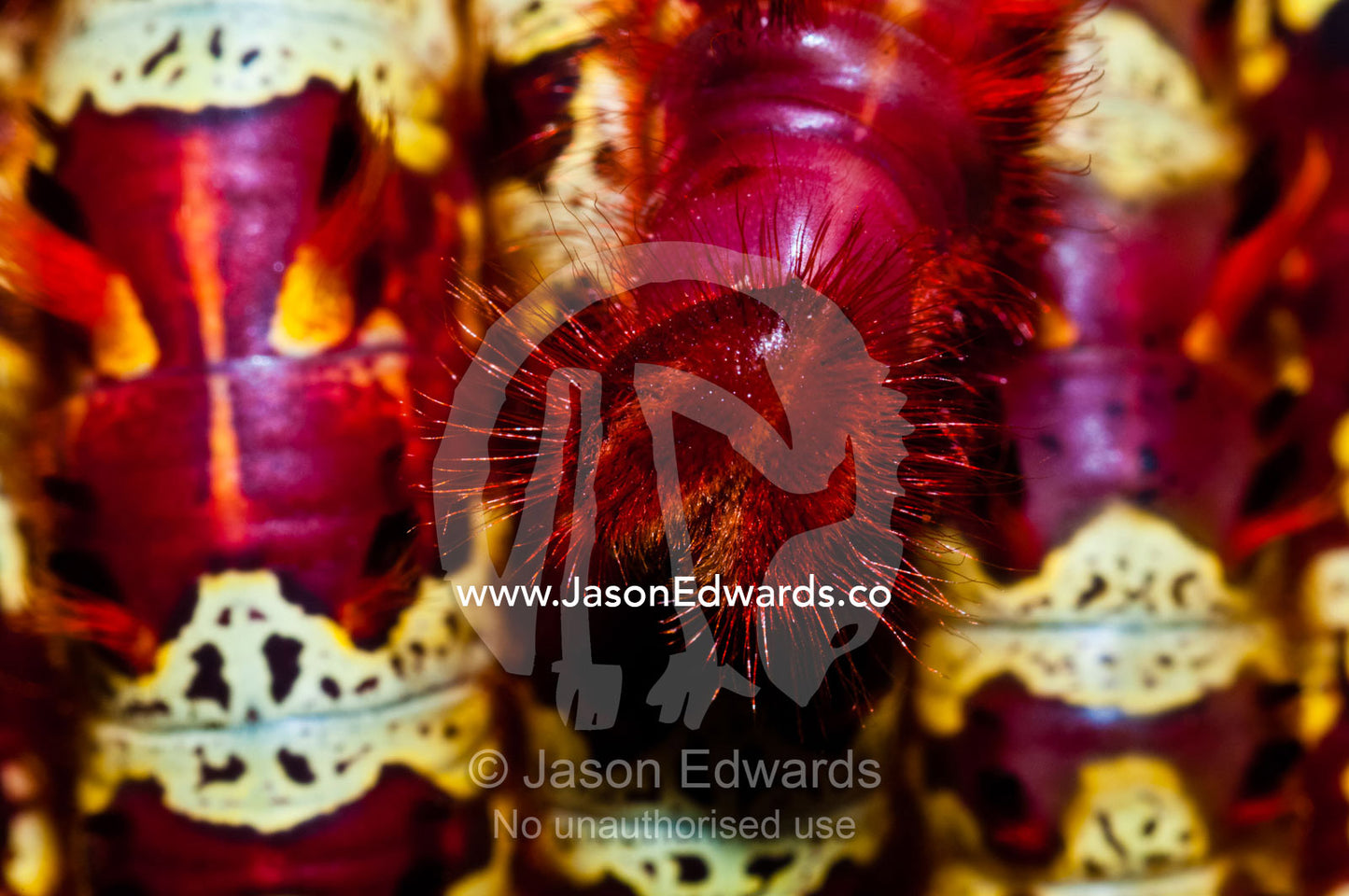 The bright red hairy face of a Morpho butterfly caterpillar in an aggregation. Iquitos, Amazon Basin, Loreto Region, Maynas Province, Peru.