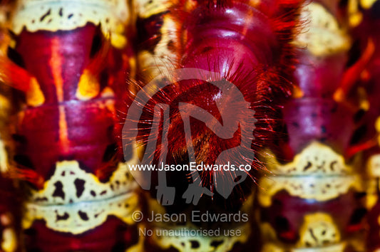 The bright red hairy face of a Morpho butterfly caterpillar in an aggregation. Iquitos, Amazon Basin, Loreto Region, Maynas Province, Peru.