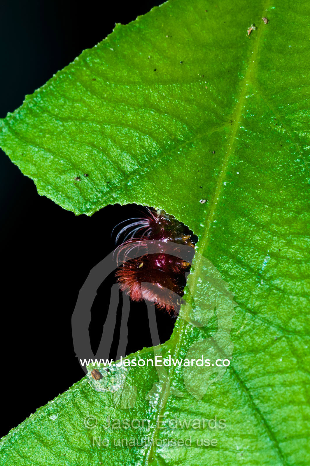 The caterpillar of a Morpho Butterfly feeding on the edge of a leaf. Iquitos, Amazon Basin, Loreto Region, Maynas Province, Peru.