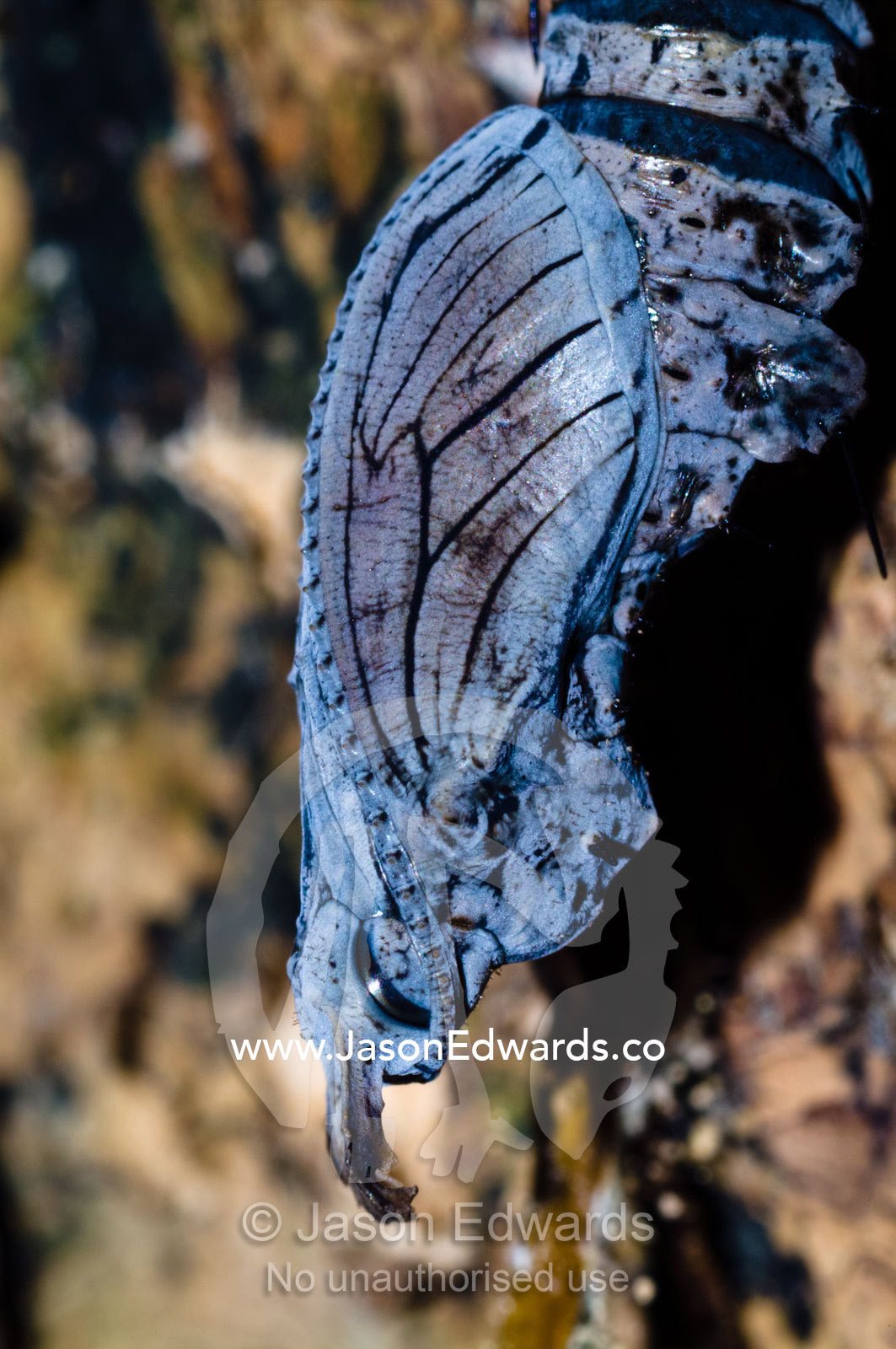 A butterfly pupa emerges from inside an alien looking chrysalis in the rainforest. Iquitos, Amazon Basin, Loreto Region, Maynas Province, Peru.