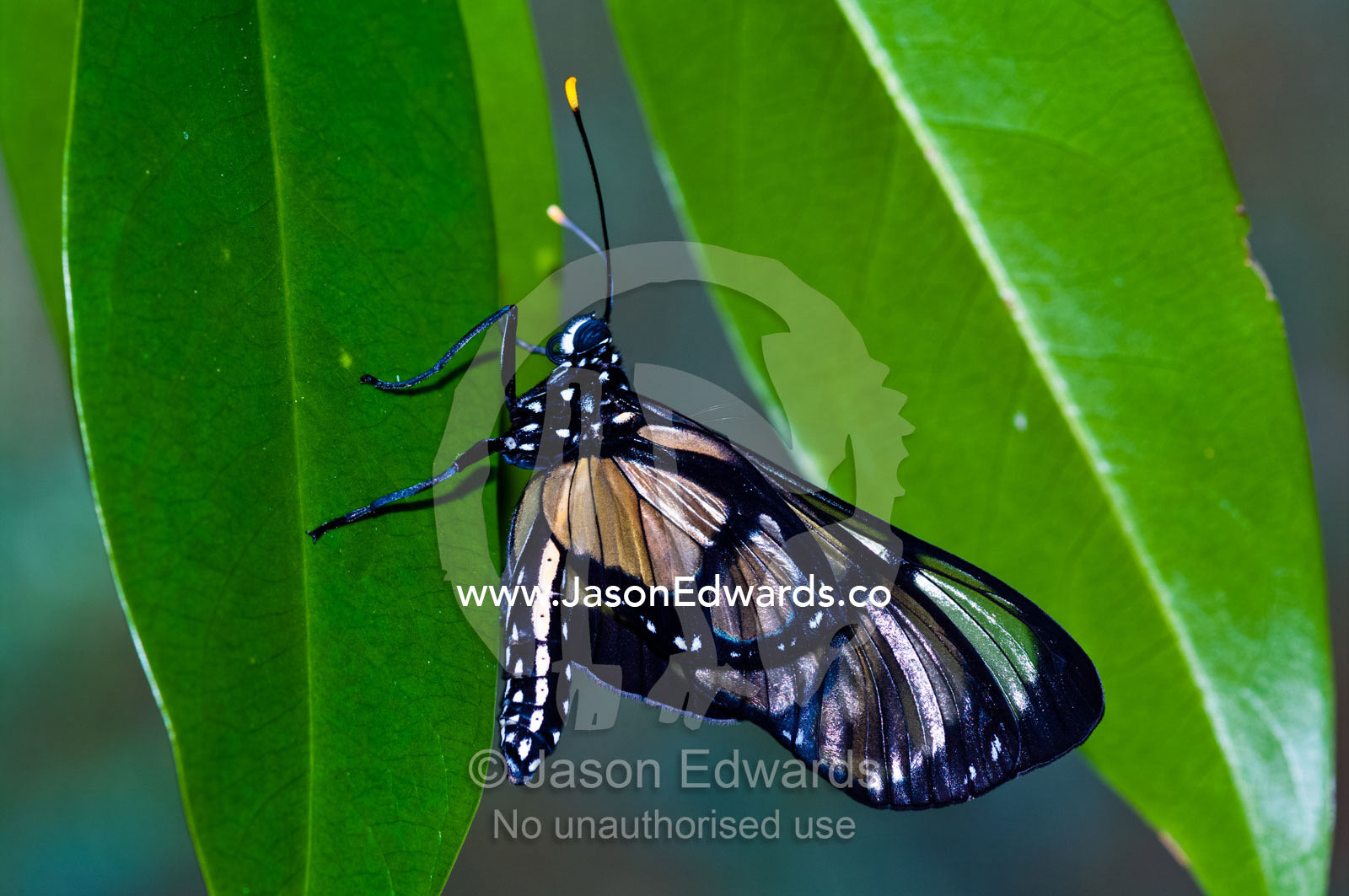 A freshly emerged Adina Clearwing Butterfly resting on a leaf whilst it's wings harden for flight. Iquitos, Amazon Basin, Loreto Region, Maynas Province, Peru.