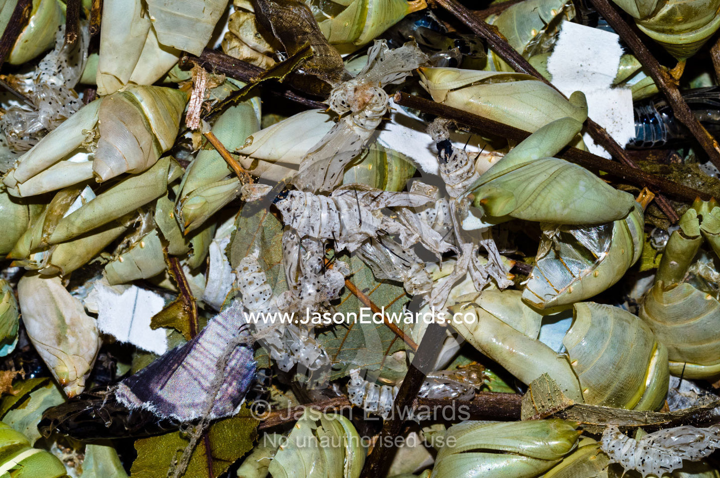 A collection of discarded chrysalis after the pupa have emerged as butterfly. Iquitos, Amazon Basin, Loreto Region, Maynas Province, Peru.