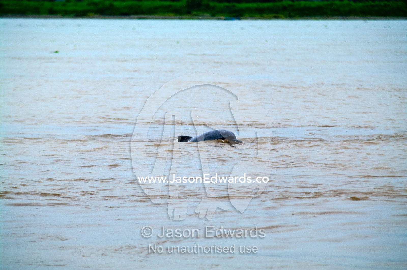 A grey dolphin also known as a Tucuxi chasing fish during a hunt in the Amazon Basin. Pacaya-Samiria National Reserve, Reserva Nacional Pacaya - Samiria, Loreto Region, Maynas Province, Amazon Basin, Peru.