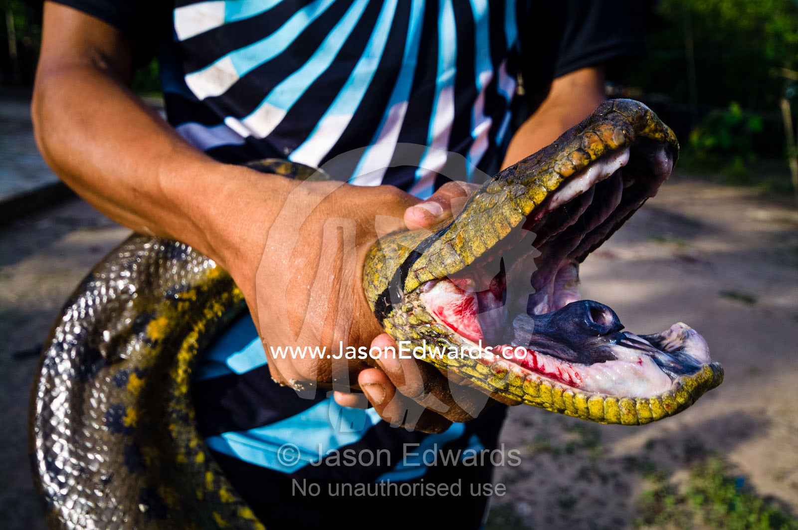 A villager restrains a yellow anaconda which they caught whilst it was hunting fish. Pacaya-Samiria National Reserve, Reserva Nacional Pacaya - Samiria, Loreto Region, Maynas Province, Amazon Basin, Peru.