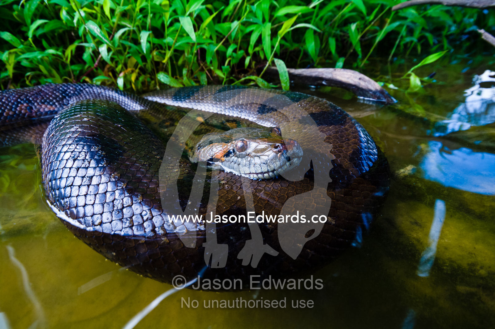 An Anaconda coiled in the water shallows of a lake. Quistococha Lake, Lago de Quistococha, Parque de Quistococha, Quistococha Zoo, Iquitos, Amazon Basin, Loreto Region, Maynas Province, Peru.