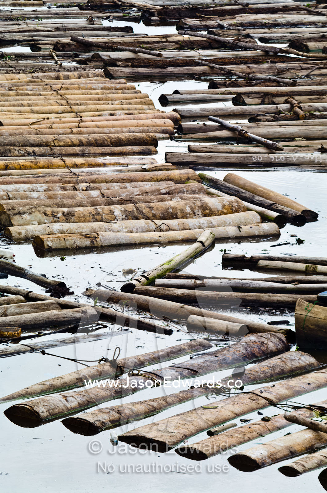 The Amazon River choked with logs from rainforest trees waiting to be processed in a logging mill. Puerto Masusa, Iquitos, Amazon River, Rio Amazonas, Amazon Basin, Loreto Region, Maynas Province, Peru.
