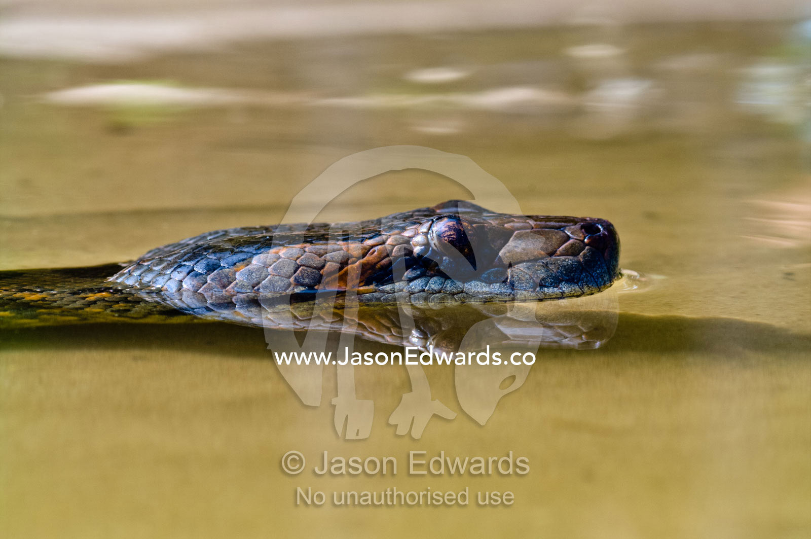 The head of an Anaconda swimming on the surface of an Amazonian lake. Quistococha Lake, Lago de Quistococha, Parque de Quistococha, Quistococha Zoo, Iquitos, Amazon Basin, Loreto Region, Maynas Province, Peru.