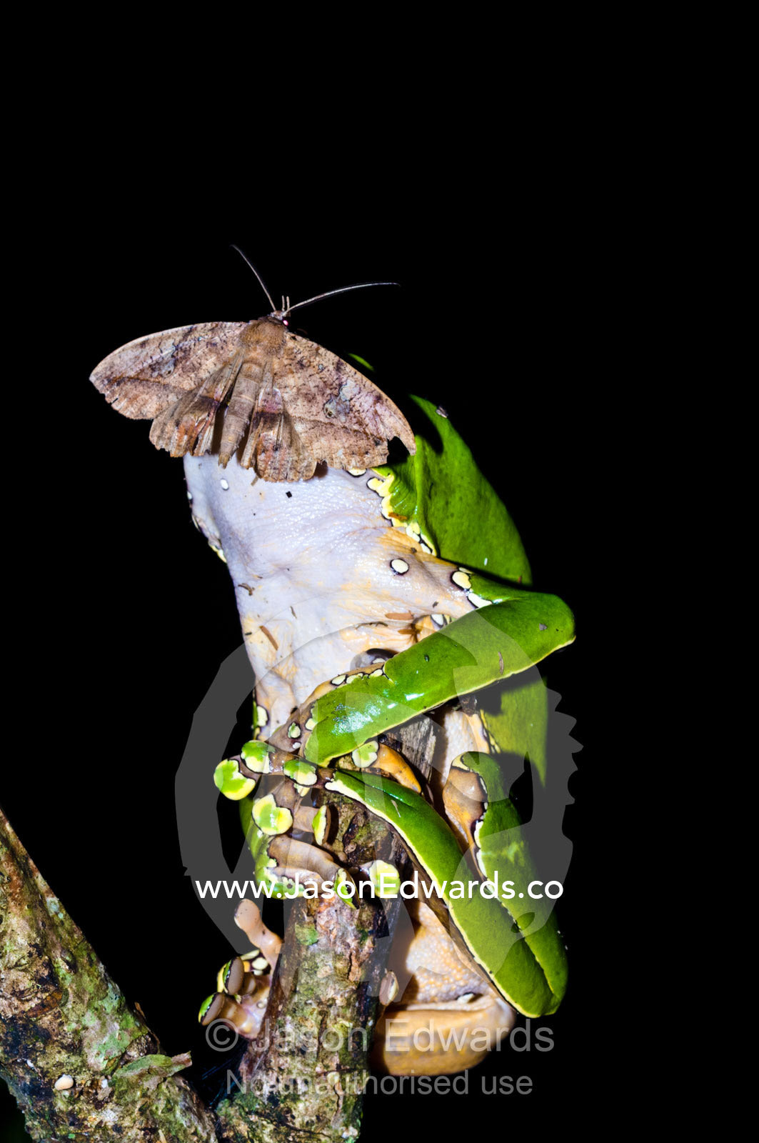 A moth lapping minerals from the skin of a Giant Leaf Frog in the rainforest at night. Amazon River, Amazon Basin, Loreto Region, Maynas Province, Peru. Amazon River, Amazon Basin, Loreto Region, Maynas Province, Peru.