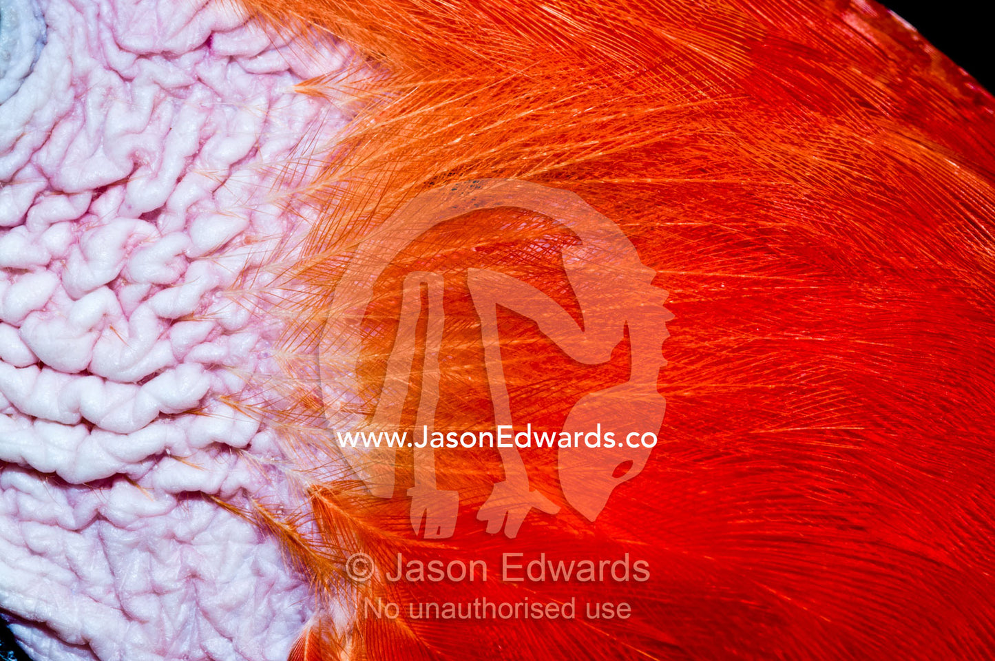 Groomed, flaming red feathers and pink fleshy cheek skin on the head of a Scarlet Macaw. Parque de Quistococha, Quistococha Zoo, Iquitos, Amazon Basin, Loreto Region, Maynas Province, Peru.
