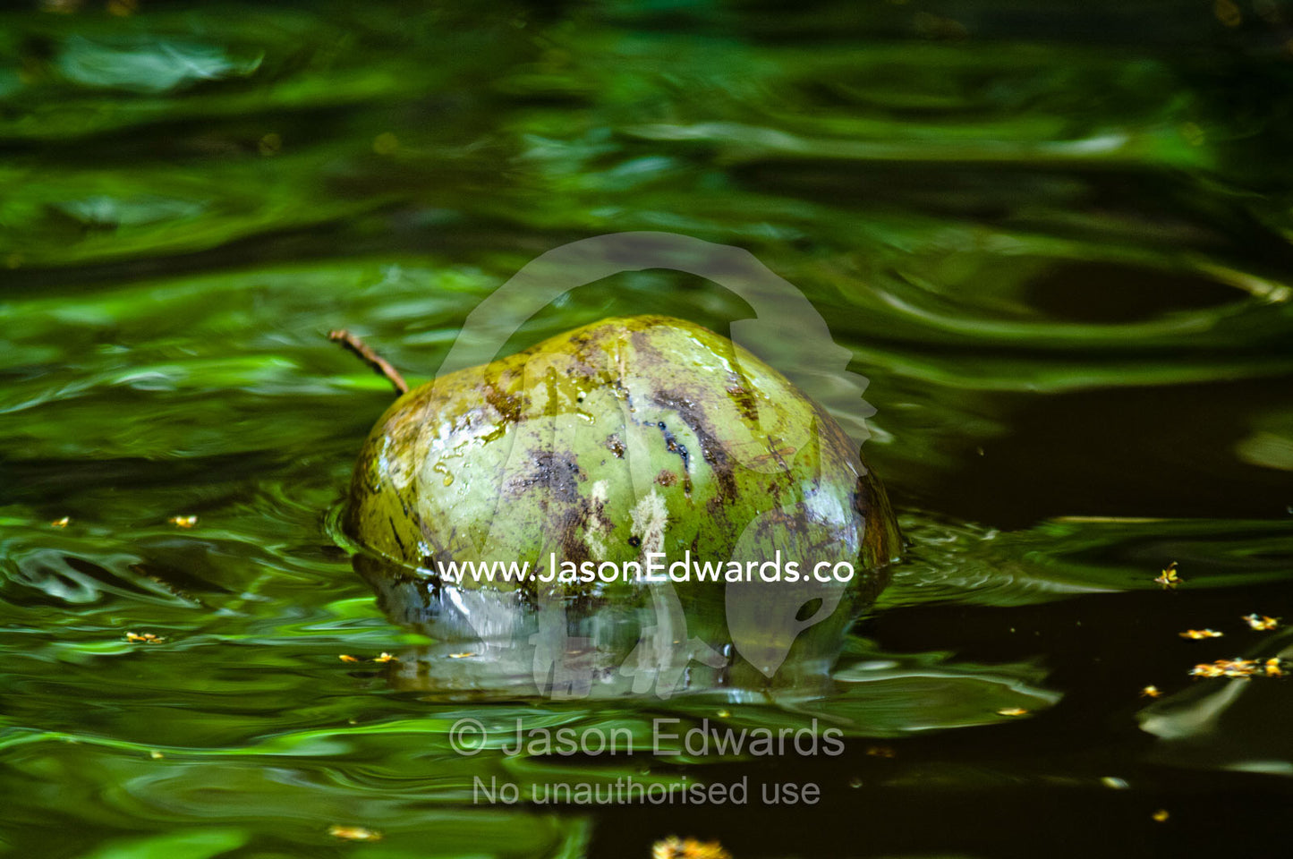 A coconut floating on the surface of a river in the Amazon rainforest. Parque de Quistococha, Quistococha Zoo, Iquitos, Amazon Basin, Loreto Region, Maynas Province, Peru.