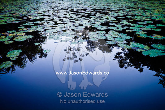 A rainforest canopy reflected in the calm surface of a wetland filled with Cecropia water lily. Quistococha Lake, Lago de Quistococha, Parque de Quistococha, Quistococha Zoo, Iquitos, Amazon Basin, Loreto Region, Maynas Province, Peru.