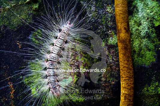 Long toxic hairs protect a caterpillar from predators as it climbs a rainforest tree trunk. Parque de Quistococha, Quistococha Zoo, Iquitos, Amazon Basin, Loreto Region, Maynas Province, Peru.