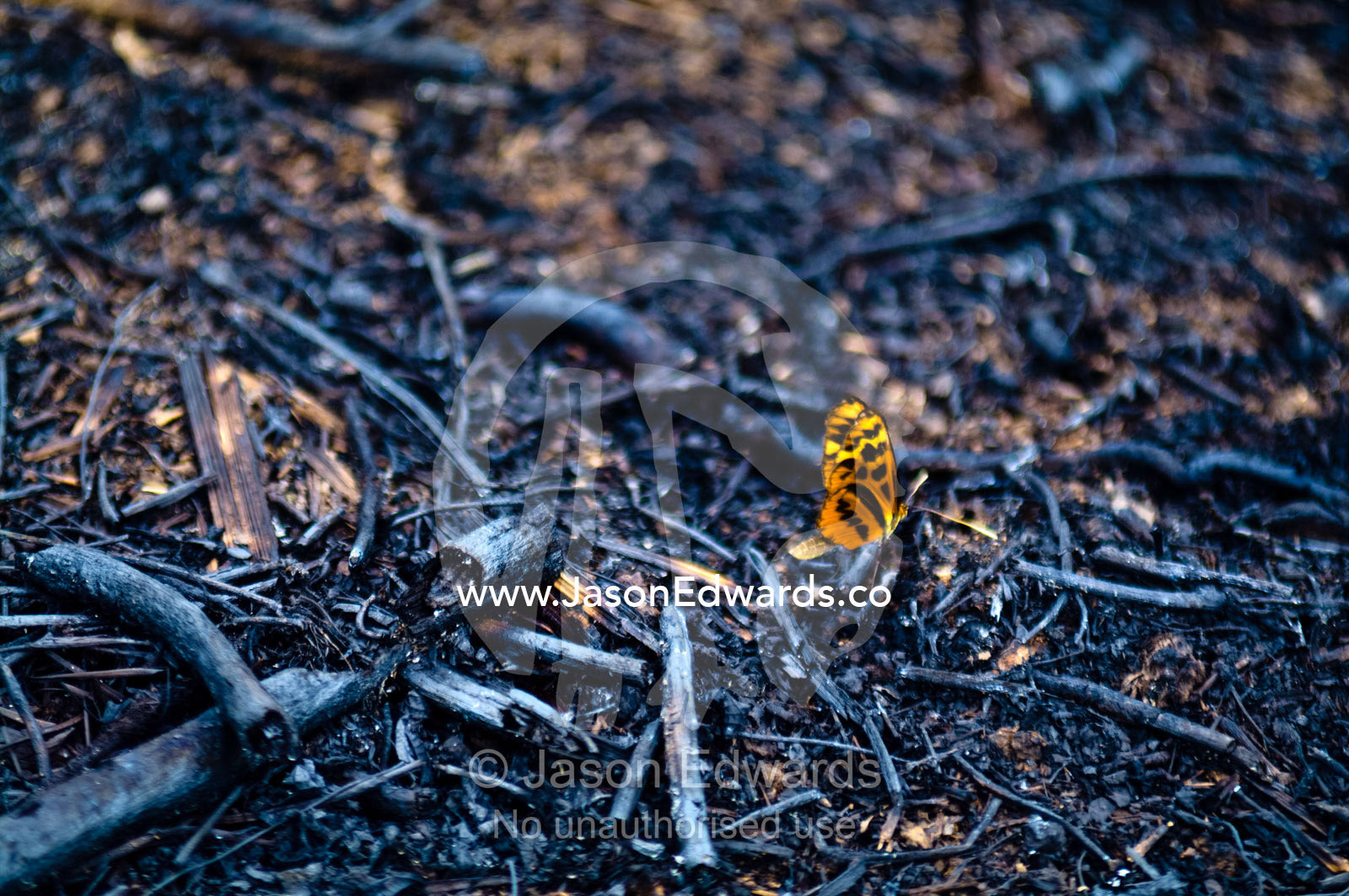 A Passion Flower Butterfly extracting nutrients from charcoal after rainforest was cleared and burned for farmland. Between Nauta and Iquitos, Amazon Basin, Loreto Region, Maynas Province, Peru.