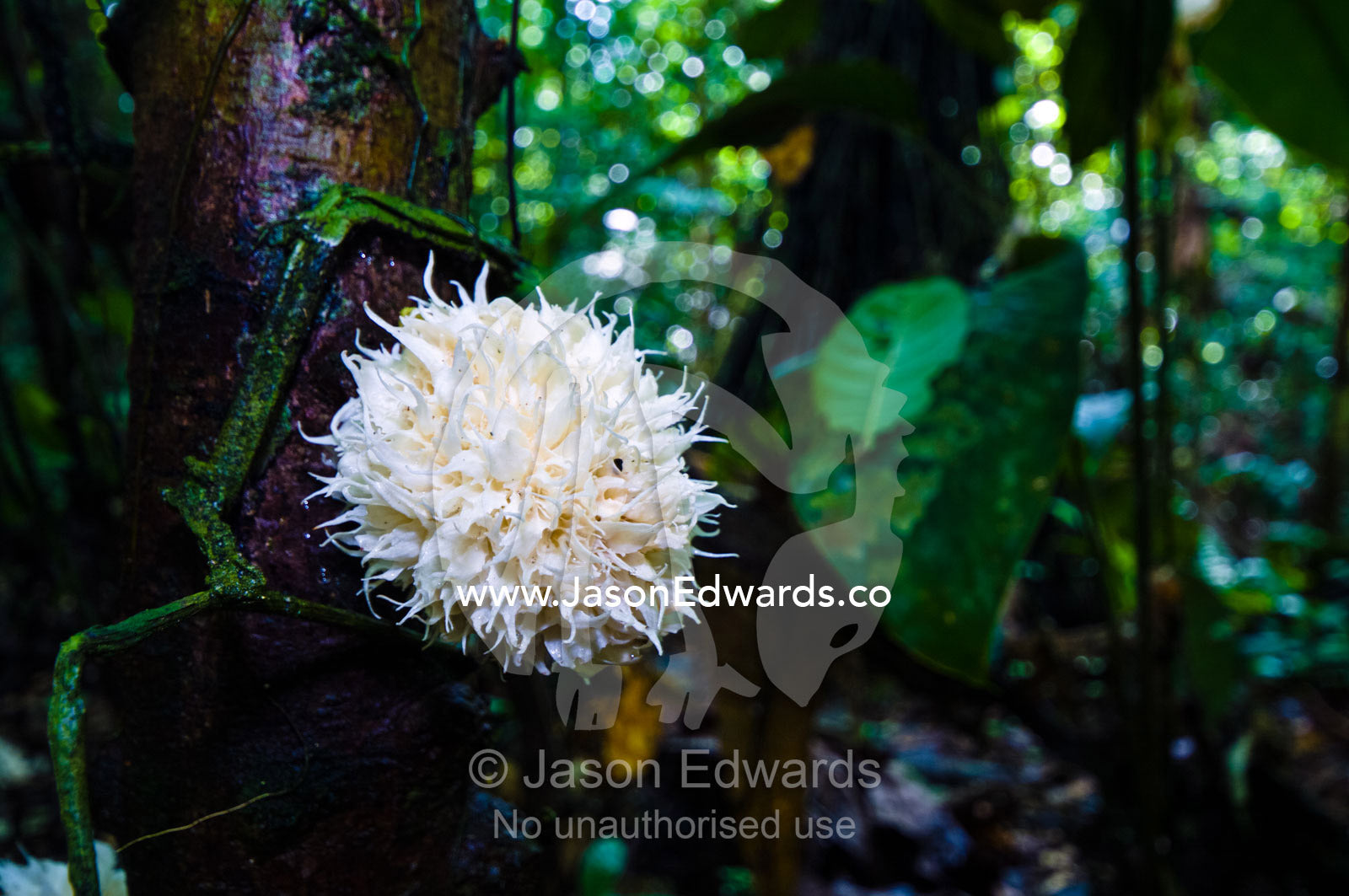 A fungus blooming on the trunk of a tree in the shadows of the rainforest. Between Nauta and Iquitos, Amazon Basin, Loreto Region, Maynas Province, Peru.
