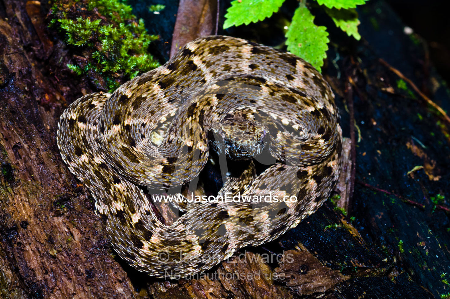 A venomous juvenile Fer-de-lance pit viper coiled and ready to strike on a fallen tree trunk in the rainforest. Amazon Basin, Loreto Region, Maynas Province, Peru.