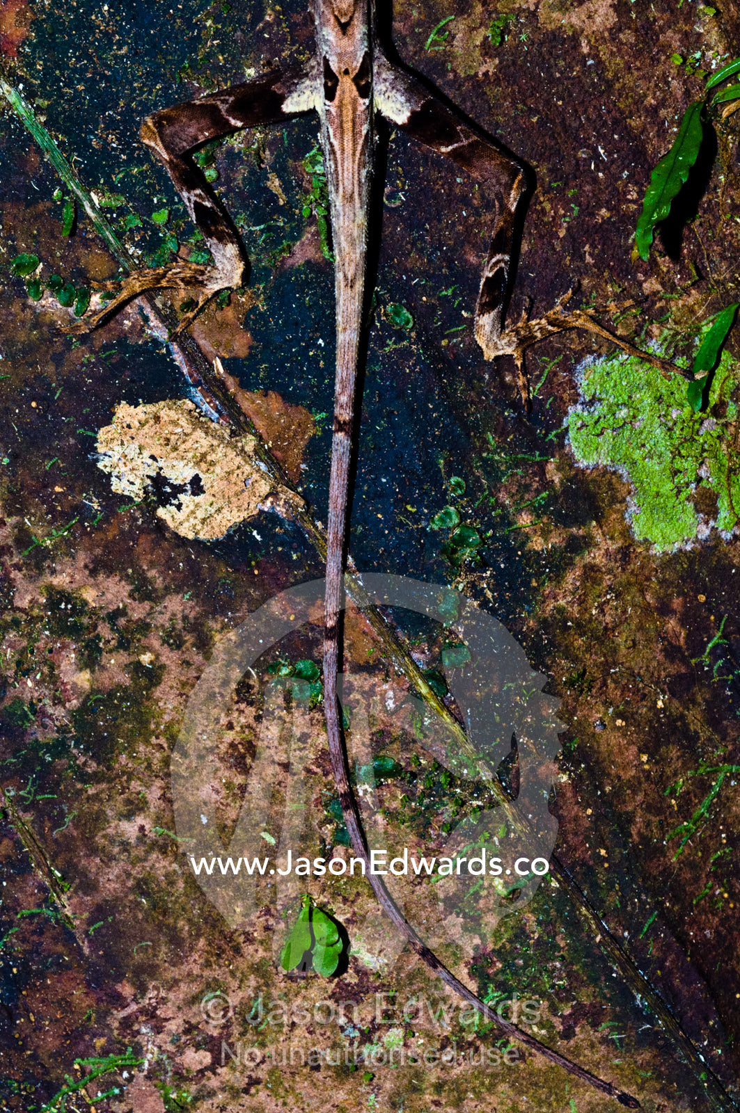 The long tail and hindquarters of a Yellow-Tongued Forest Anole with long splayed toes for climbing trees in the rainforest. Amazon Basin, Loreto Region, Maynas Province, Peru.